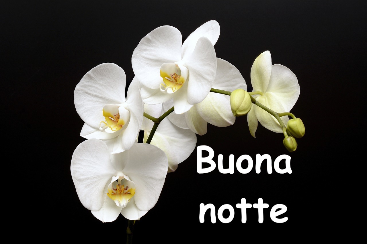 meraviglioi fiori di orchidea con uno sfondo nero su cui compare la scritta bianca buonanotte 
